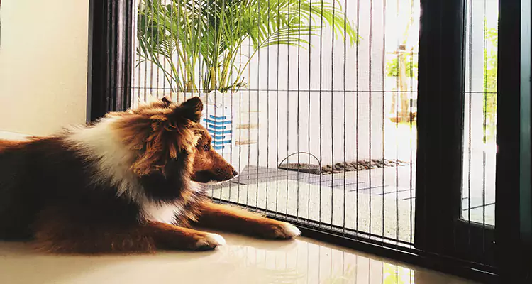 Sliding Screen Pet Door Repair in Vero Beach South, FL