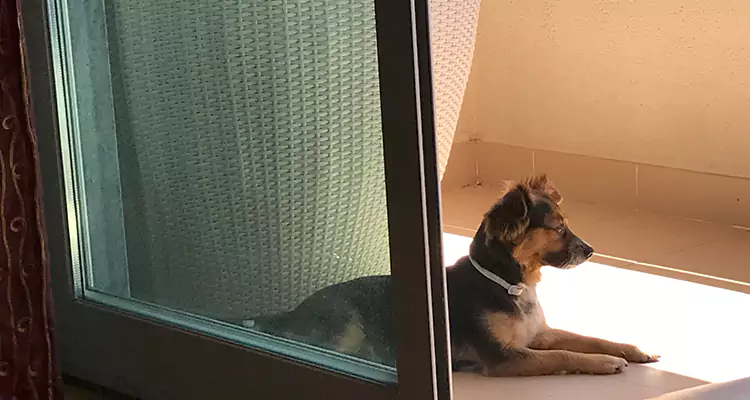 French Door Pet Screen Repair in Vero Beach South, FL